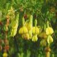 Genistin(Genistoside) Genistin(Genistoside)