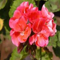 Geranium Essential Oil Geranium Essential Oil
