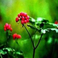 Ginseng flower Ginseng flower