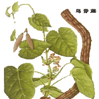 Glaucescent Fissistigma Root Extract(Radix Fissistigmae Glaucesscentis Extract) Glaucescent Fissistigma Root Extract(Radix Fissistigmae Glaucesscentis Extract)