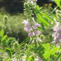 Goat´s Rue extract(Cheese Rennet extract) Goat´s Rue extract(Cheese Rennet extract)