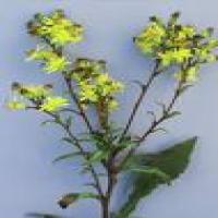 Goldenrod Extract Goldenrod Extract