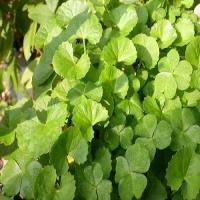 Gotu Kola extract(Centella asiatica extract) Gotu Kola extract(Centella asiatica extract)