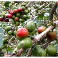 Coffee Bean extract Coffee Bean extract