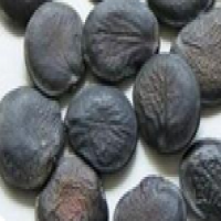 Griffonia Simplicifolia Extract Griffonia Simplicifolia Extract