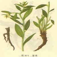 Gromwell Root extract(Arnebia Root Extract) Gromwell Root extract(Arnebia Root Extract)