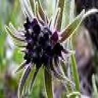Gromwell Pigment Gromwell Pigment