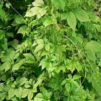 Gypenosides(Gynostemma Extract) Gypenosides(Gynostemma Extract)