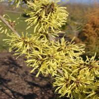 Hamamelis Virginiana extract(Witch Hazel Extract) Hamamelis Virginiana extract(Witch Hazel Extract)