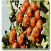 Hawthorn Extract Hawthorn Extract