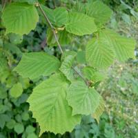 Hazel Leaves extract Hazel Leaves extract