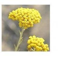 Helichryse Extract(Immortelle extract) Helichryse Extract(Immortelle extract)