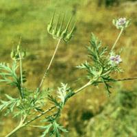 Herba Erodii Extract(Herba Geranii Extract) Herba Erodii Extract(Herba Geranii Extract)