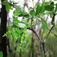 Herba Taxilli extract(Chinese Taxillus Twing extract) Herba Taxilli extract(Chinese Taxillus Twing extract)
