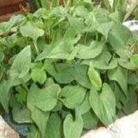 Herba houttuyniae extract(Heartleaf Houttuynia Extract) Herba houttuyniae extract(Heartleaf Houttuynia Extract)