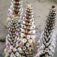 Herba Cistanches extract(Desertliving Cistanche extract) Herba Cistanches extract(Desertliving Cistanche extract)