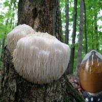 Hericium erinaceus extract(Monkey head mushroom extract) Hericium erinaceus extract(Monkey head mushroom extract)
