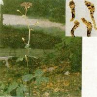 HogfenneI Root extract(Peucedanum root extract) HogfenneI Root extract(Peucedanum root extract)