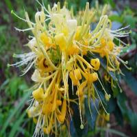 Honeysuckle Flower extract(Flos Lonicerae extract) Honeysuckle Flower extract(Flos Lonicerae extract)