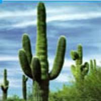 Hoodia Extract(hoodia gordonii extract) Hoodia Extract(hoodia gordonii extract)