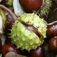 Horse Chestnut Extract(Buckeye extract) Horse Chestnut Extract(Buckeye extract)