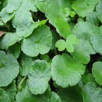 Hydrocotyle Extract(Lawn Pennywort Herb extract) Hydrocotyle Extract(Lawn Pennywort Herb extract)