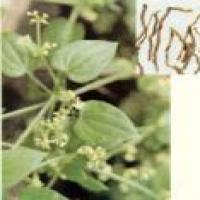 Indian Madder Root Extract(Radix Rubiae extract) Indian Madder Root Extract(Radix Rubiae extract)