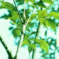 Insect Wax Extract(Cera Chinensis Extract) Insect Wax Extract(Cera Chinensis Extract)