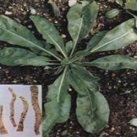 Isatis root extract Isatis root extract