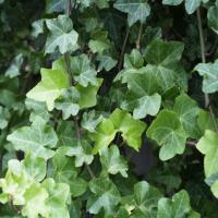 Ivy extract Ivy extract