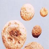 Jackinthepulpit Tuber Extract(Rhizoma Arisaematis Extract) Jackinthepulpit Tuber Extract(Rhizoma Arisaematis Extract)