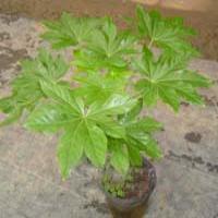 Janan Fatsia extract(Fatsia japonica extract) Janan Fatsia extract(Fatsia japonica extract)