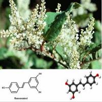 Japanese knotweed extract Japanese knotweed extract