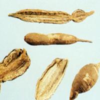 Japanese Ampelopsis Root Extract(Radix Ampelopsis Extract) Japanese Ampelopsis Root Extract(Radix Ampelopsis Extract)