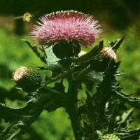 Japanese Thistle Herb Extract(Japanese Thistle Root Extract) Japanese Thistle Herb Extract(Japanese Thistle Root Extract)