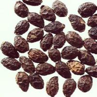 Java Brucea Fruit Extract Java Brucea Fruit Extract