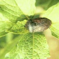 Jiuxiang Bug Extract(Aspongopus Extract) Jiuxiang Bug Extract(Aspongopus Extract)