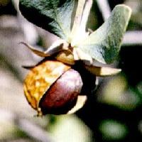 Jojoba Oil Jojoba Oil
