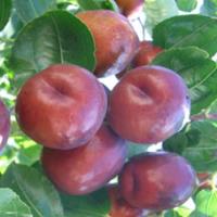 Jujube Extract(Spine Date Seed Extract) Jujube Extract(Spine Date Seed Extract)