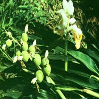 Katsumada Galangal Seed Extract Katsumada Galangal Seed Extract