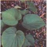 Kava root Extract Kava root Extract