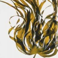 Kelp extract Kelp extract