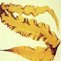 Kelp or Tangle Extract Kelp or Tangle Extract