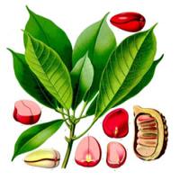 Kola Nut Extract(Cola nut extract) Kola Nut Extract(Cola nut extract)