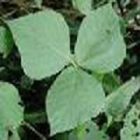 Kudzu Extract(Puerariae extract) Kudzu Extract(Puerariae extract)