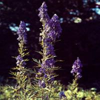 Kusnezoff Monkshood Root Extract Kusnezoff Monkshood Root Extract