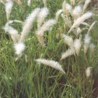 Lalang Grass Rhizome Extract(Couch grass Extract) Lalang Grass Rhizome Extract(Couch grass Extract)