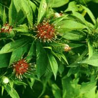 Langehead Atractylodes Rhizome Extract Langehead Atractylodes Rhizome Extract
