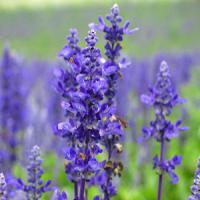 Lavender Extract Lavender Extract