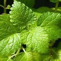 Lemon Balm extract(Melissa Extract) Lemon Balm extract(Melissa Extract)